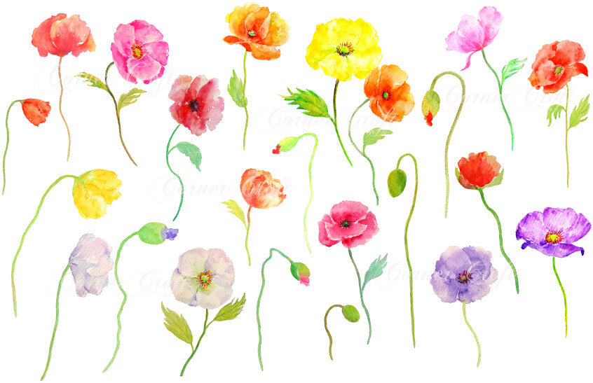 colourful poppy clipart, hand painted watercolor poppy