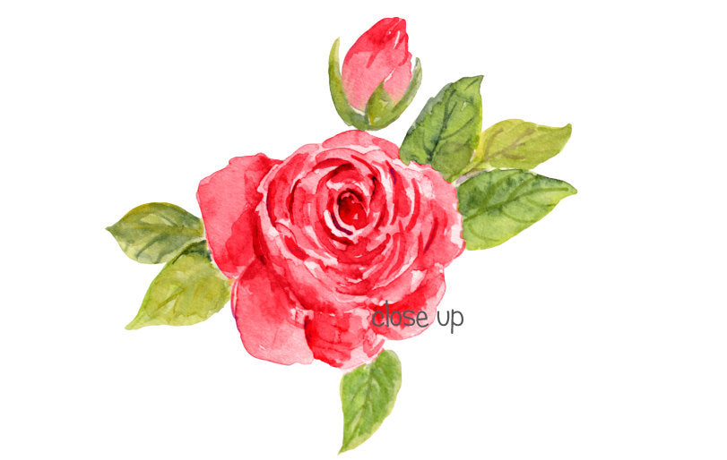 watercolor red rose, rose clipart, wedding rose 