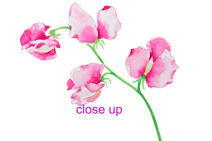 pink sweet pea close up, instant download, watercolour sweet pea illustration, garden flower, flowers