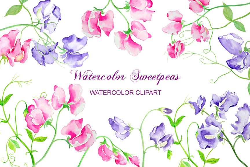 sweet pea clipart, watercolor illustration of sweet pea, pink sweet pea, purple sweet pea