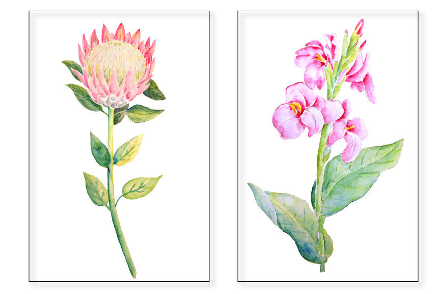 watercolor illustration canna lily, bird of paradise, adenium and protea.