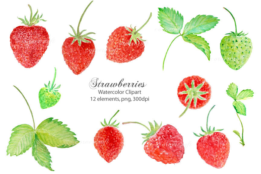 botanical illustration of strawberry, strawberries, red berries, strawberries 