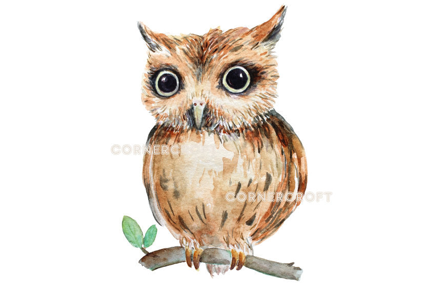 brown owls, little owls and barn owls, owl illustration, watercolor owls