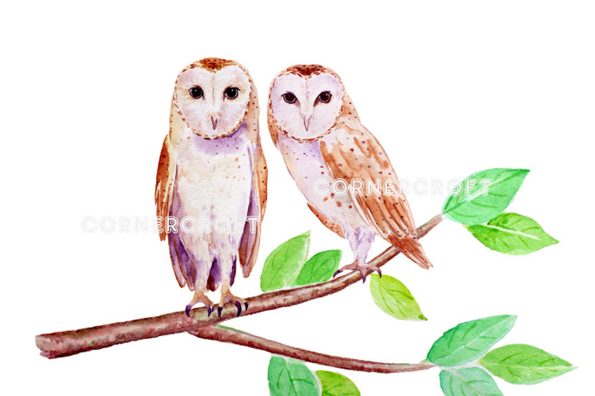 watercolor barn owl illustration, instant download 
