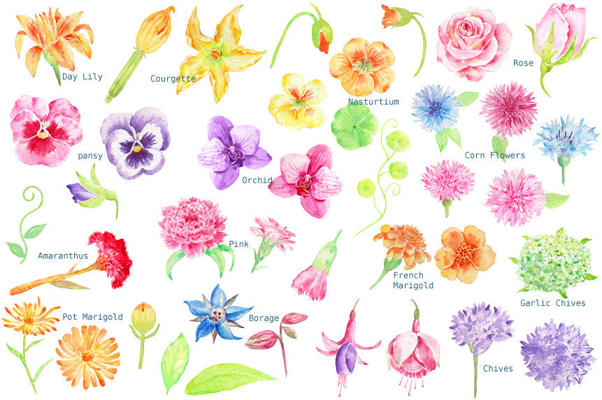 watercolor clipart of edible flowers, digital edible flowers, rose, pansy, courgette flower, marigold