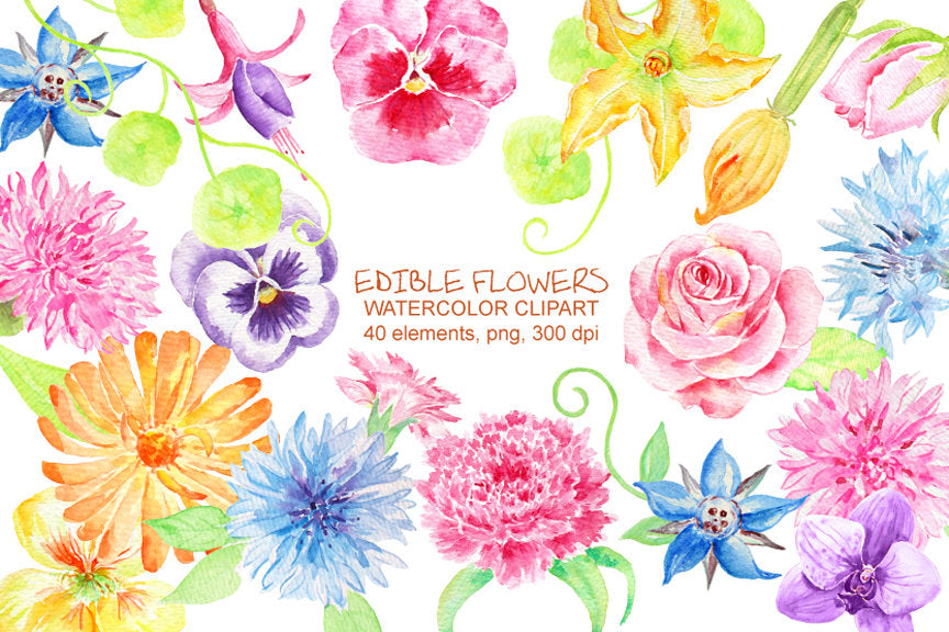 Watercolor edible flowers, garden flowers, watercolor clipart, pansy, rose, food, 