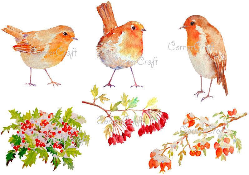Watercolor clipart Christmas robin, redbreast robin, European robin. berries