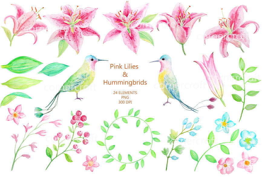 detailed watercolor lily and humming bird for instant download 