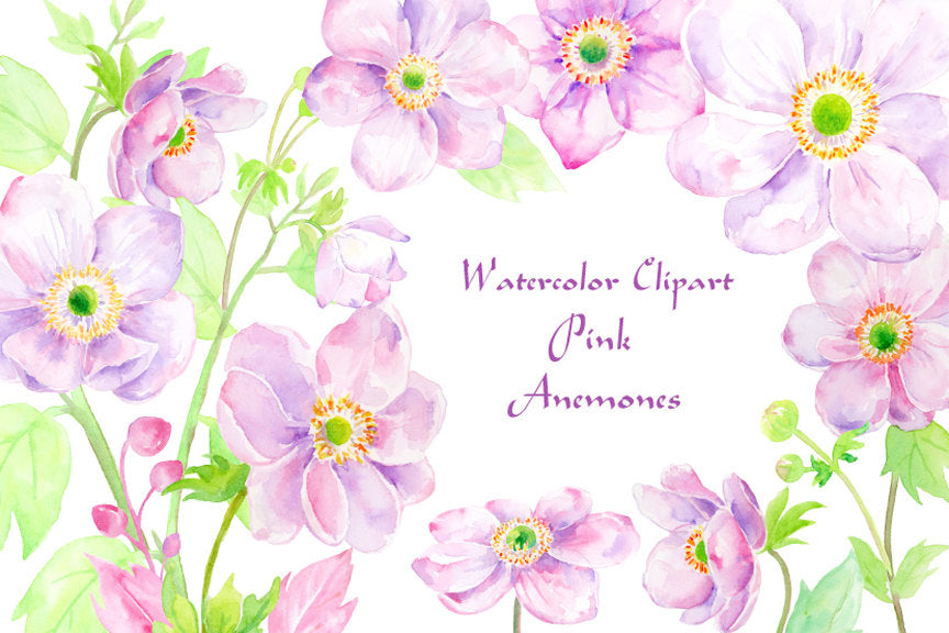Watercolor Illustration anemones, pink anemones, anemone, anemone illustration 