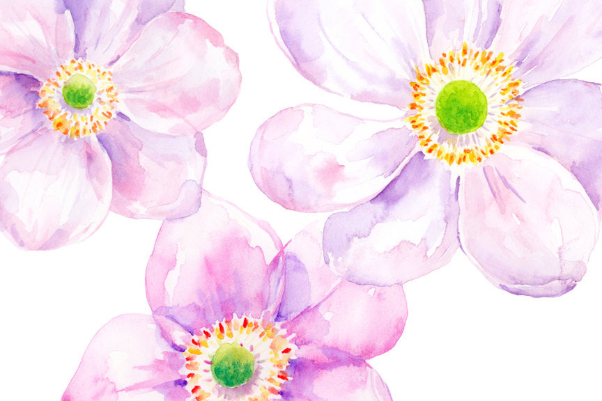 Watercolor Illustration anemones, pink anemones, anemone, anemone illustration 