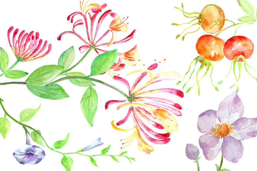 Watercolor hedgerow berry and wild flower, honeysuckle