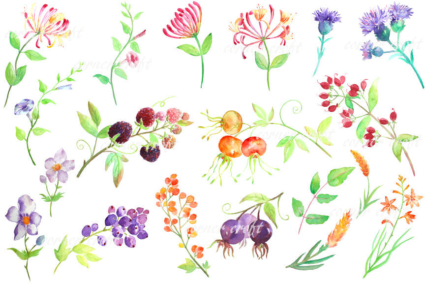 Watercolor hedgerow berry and wild flower, watercolor clipart instant download