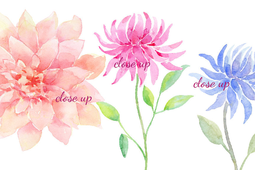 Watercolor dahlias in pink, blue, yellow and purple and leaves, summer flowers for instant download, they are perfect for making custom wedding invitations, wedding cards and greeting cards.