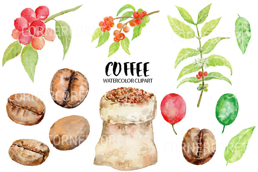 Watercolor coffee beans, coffee plant, coffee cherry, botanic illustration 