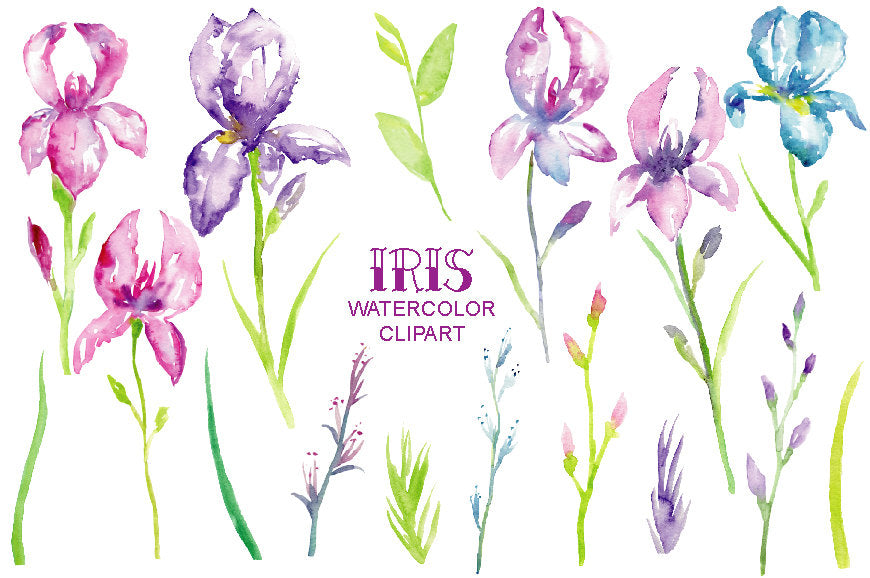 watercolour design of irises, blue iris, purple iris, iris illustration 