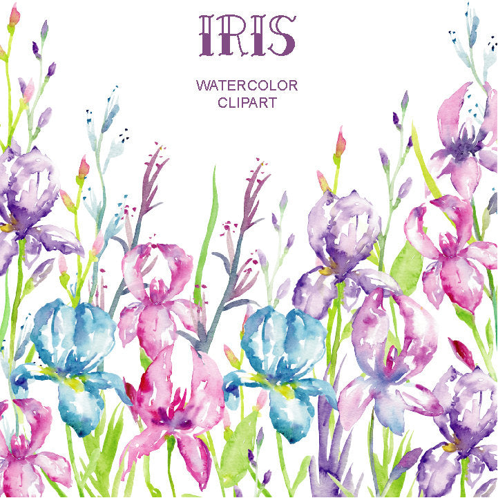watercolor illustration, blue iris, purple iris, instant download 