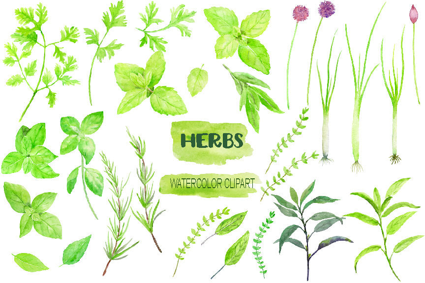 Herb clipart, watercolour herb illustration, mint, chive, rosemary, sage, 
