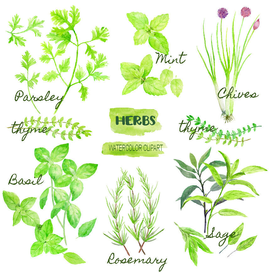 Watercolor herb collection, Mint Parsley, Chive, thyme Sage and Rosemary