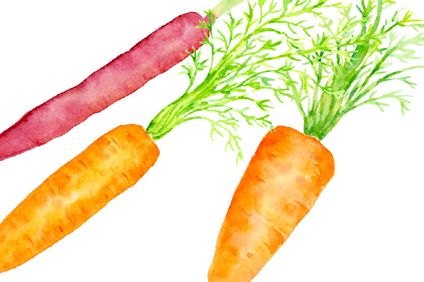 watercolour clipart, carrot illustration 