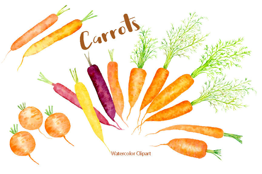 Hand painted watercolor carrots, rainbow carrots, heritage carrots, root vegetables for instant download.