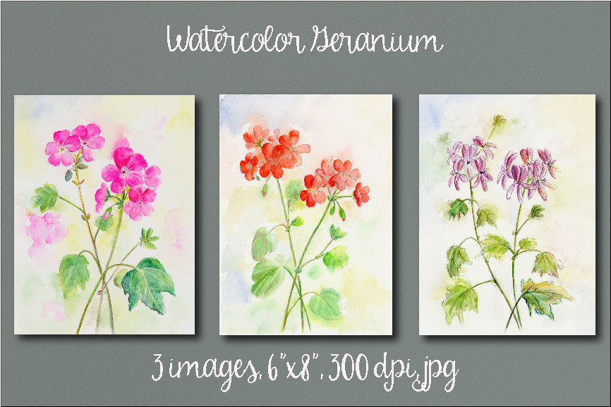 Watercolor Geranium clipart, instant download 