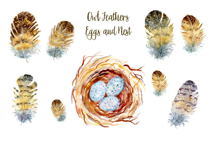 Watercolor illustration of owl feathers, eggs and nest, watercolor feather illustration, botanical painting