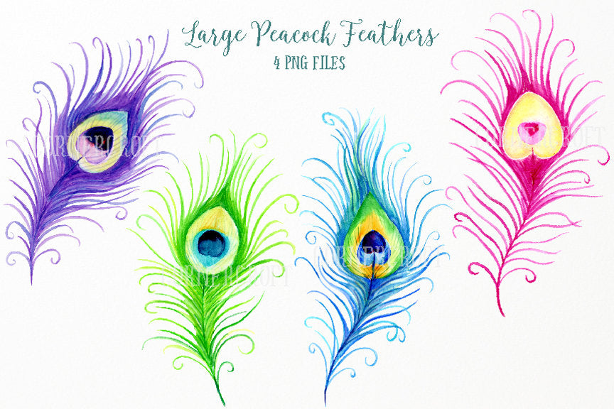 watercolor peacock feather clipart, peacock illustration, wedding illustration, boho feathers