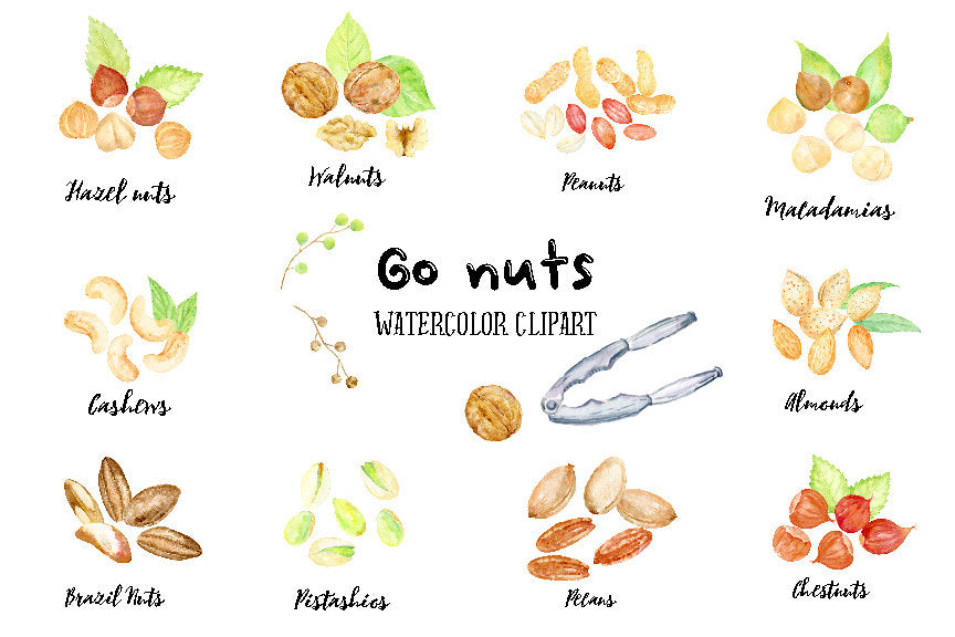 Watercolor Nut illustration includes cashews,walnuts, peanuts, Brazil nuts, almonds, pecans, chestnuts, pistachios, Macadamias and hazel nuts for instant download. 