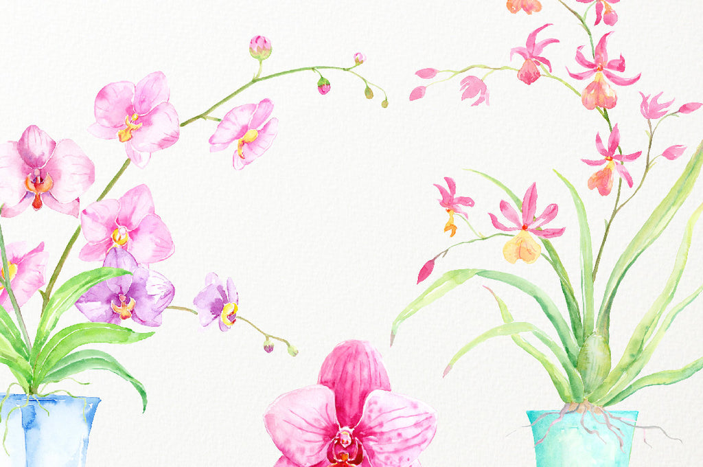 This is detailed botanical watercolor orchid illustration. Pink orchid, purple orchid, and orange orchid, pot plant and orchid close up.