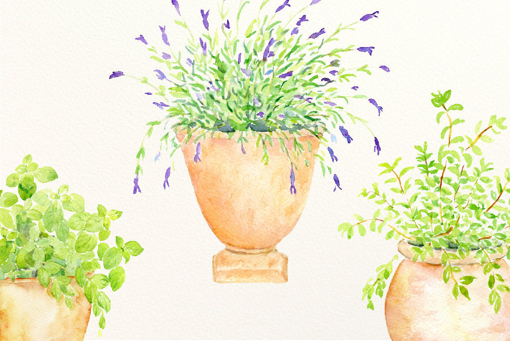 Watercolor herbs in terracotta pots, basil, mint, rosemary, coriander, thyme and lavender printable