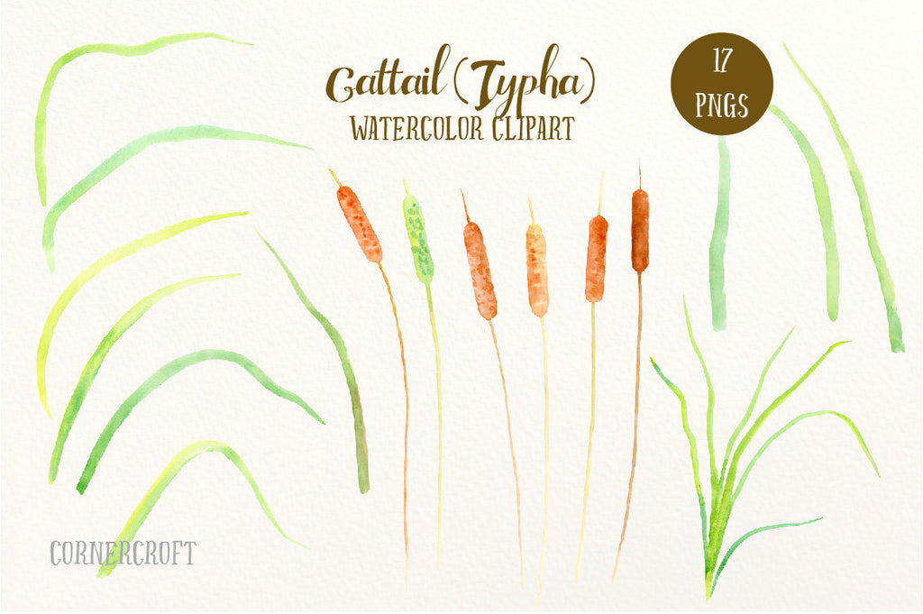 watercolor clipart bulrush, type, cattail, grass illustration, scrapbook, corner croft