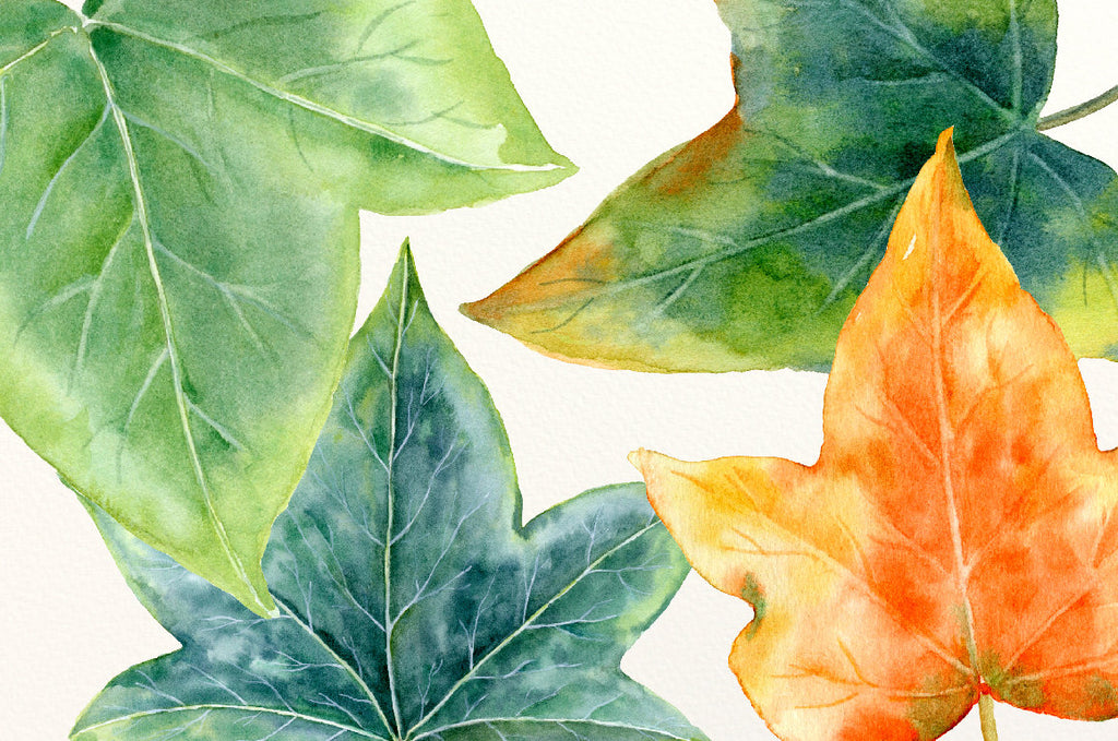 watercolor ivy leaf element for instant download 