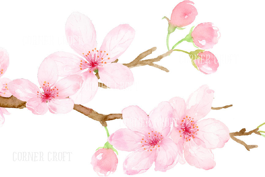 Watercolor cherry branch, pink flowers, corner croft watercolor graphics. 