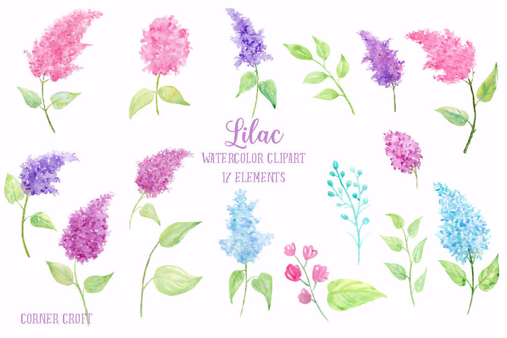 watercolor clipart of lilac, abstract lilac, watercolour lilac illustration 