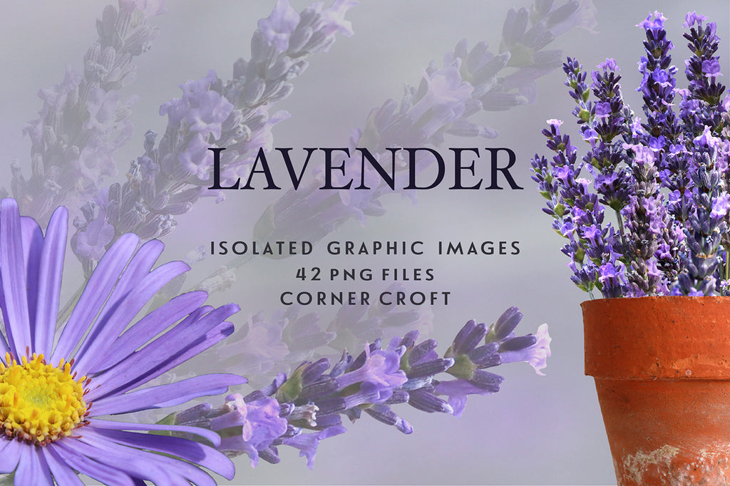 lavender clipart, purple flower, herb lavender, instant download 