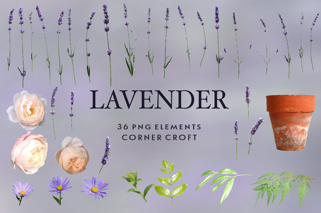 lavender, daisy and rose, isolate images instant download 