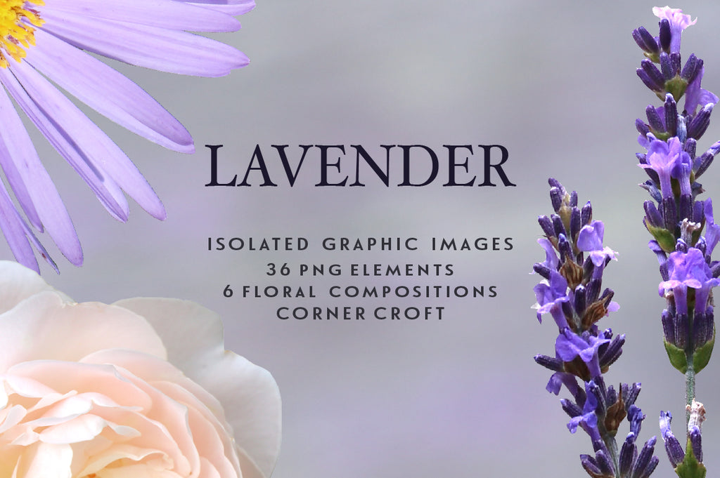 Lavender clipart,  isolated lavender graphics, sprig of lavender, instant download