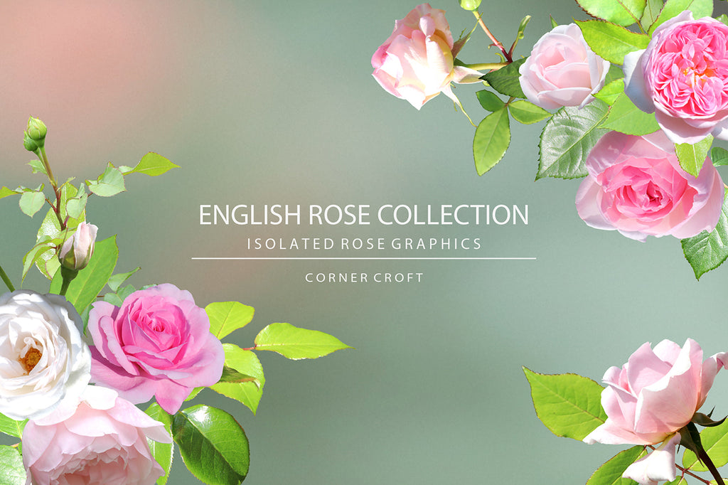 Rose bundle, rose collection, English rose collection, isolated rose, design objects, rose pattern, instant download 