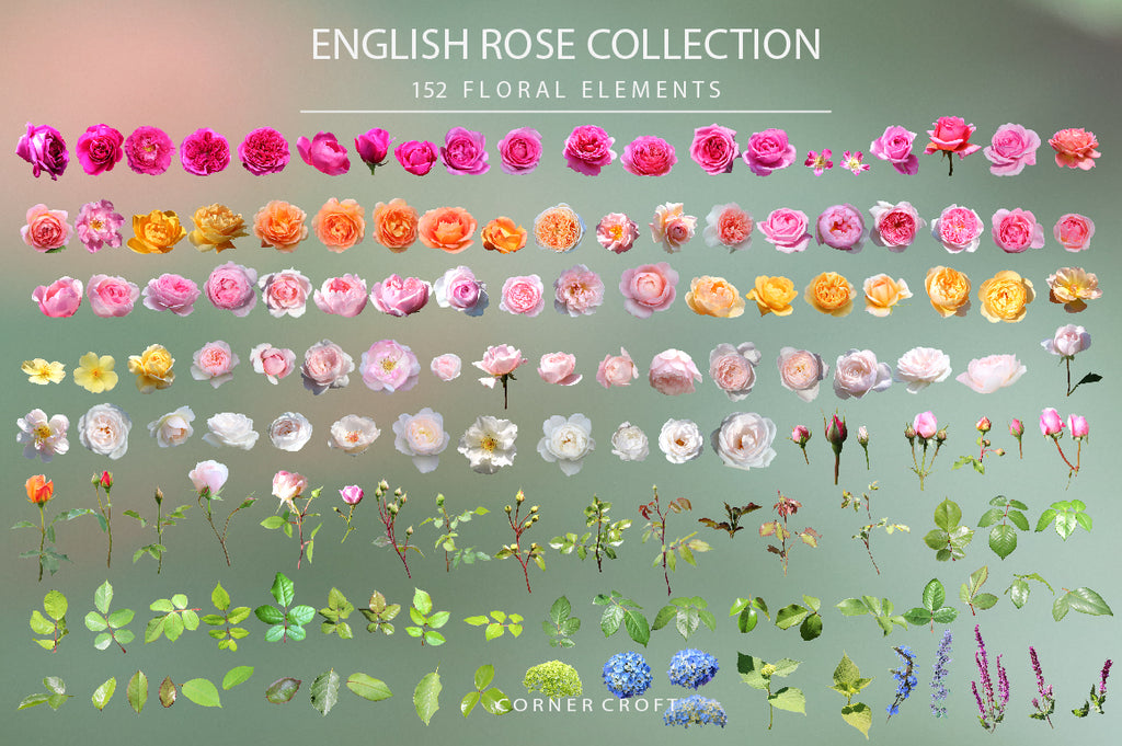 isolated rose, white rose, pink rose, peach rose, purple rose, orange rose, rose bundle, designs asset 