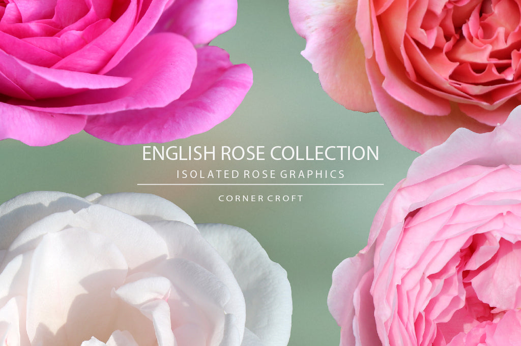 large rose graphics, isolated rose, English rose collection 