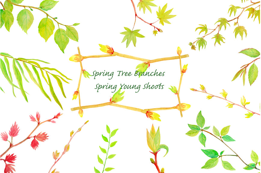 watercolor clipart spring tree branches, beech, acer, maple and willows and more.