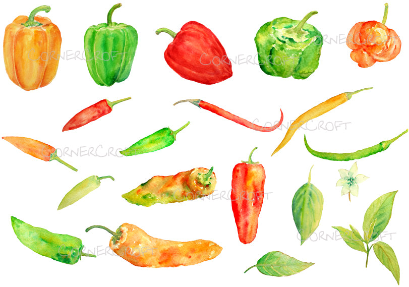 watercolor clipart chillies, chilis, peppers, peper illustration, corner croft artwork