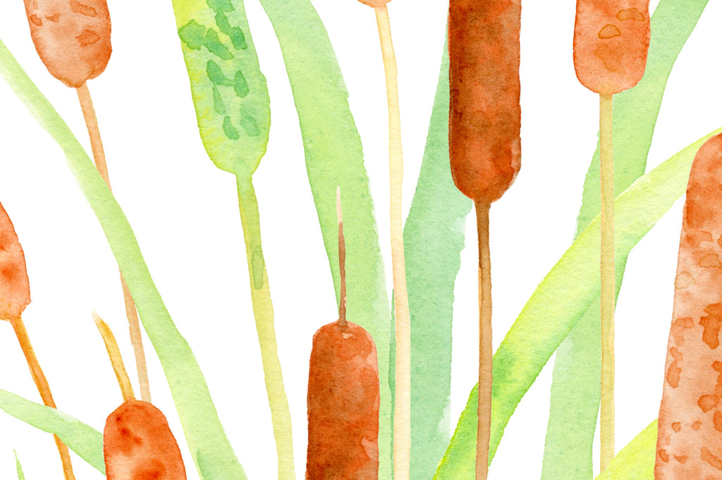 close up, Watercolor print of Bulrush, botanical print of cattail, typha, wall art
