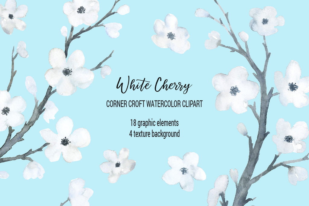 Watercolor white cherry flowers, white cherry blossoms, cherry illustration, instant download, 