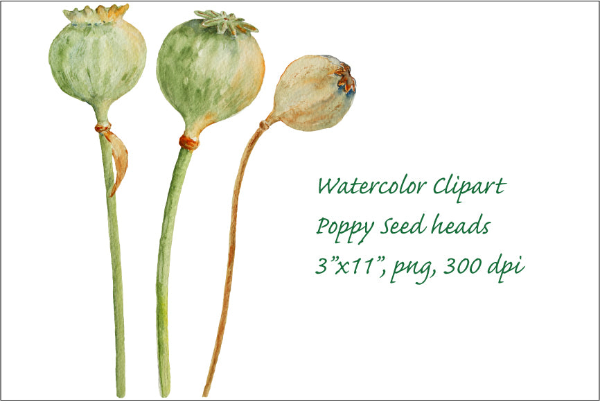 watercolor poppy seed pods, watercolor clipart, corner croft, instant download 