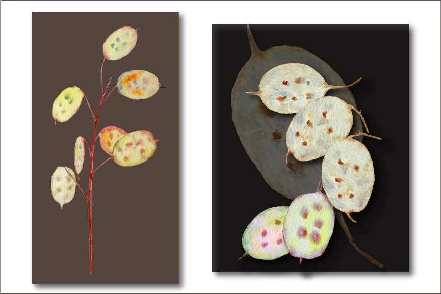 watercolor clipart, honesty seed pods, seed heads, dry seed