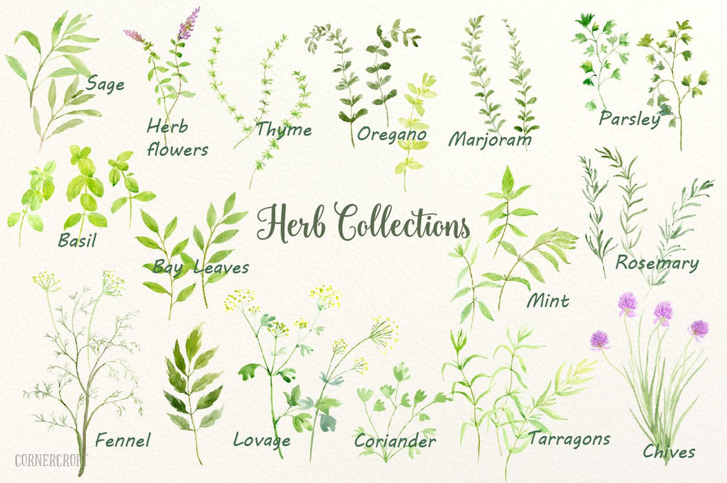 Watercolor herbs print basil, mint, parsley, bay leaves, chives, thyme, sage and rosemary branches, marjoram, oregano, lovage, coriander and tarragons, pots and basket for instant download.
