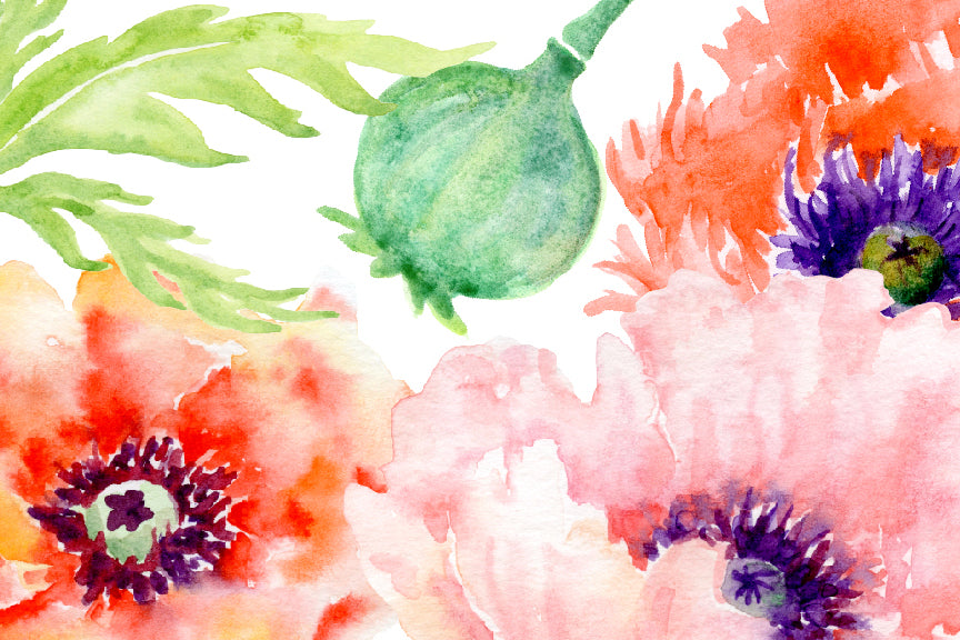 watercolor poppy illustration, orange and red poppy bundle. watercolour collection 